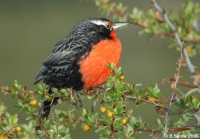 Long-tailed Meadowlark