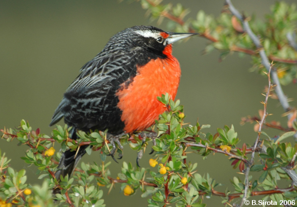 Long-tailed Meadowlark