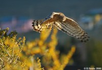 Chimango Caracara (bird of prey) over the meadow