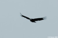 Condor