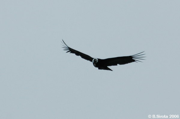 Condor