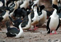 Cormorant congregation