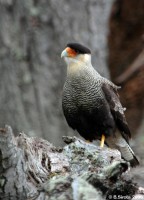 Crested caracara
