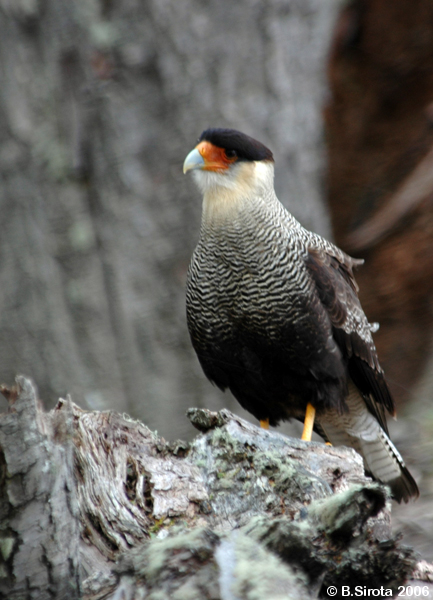 Crested caracara