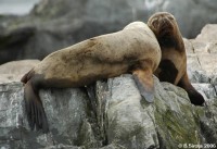 Sea lions in love