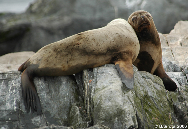 Sea lions in love