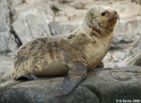 Sea lion pup