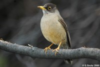 Austral Thrush