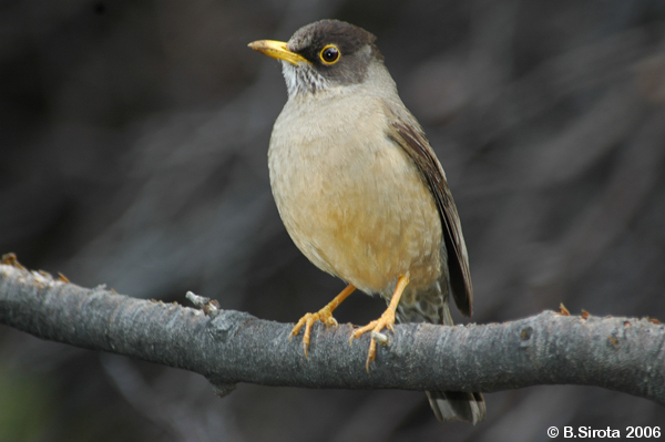 Austral Thrush