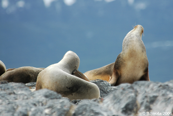 Sea lions resting