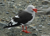Large seagull