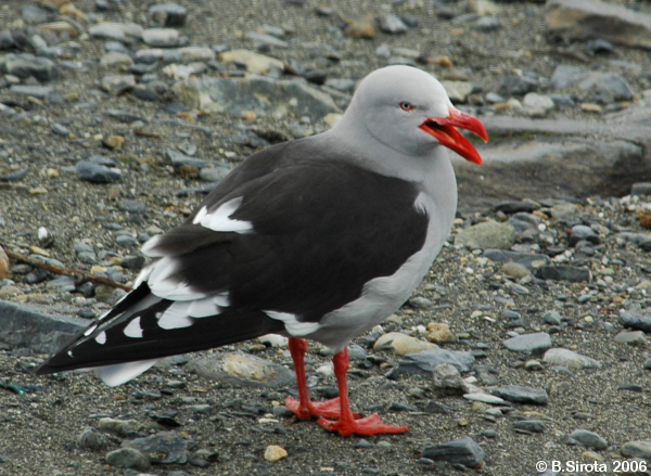 Large seagull