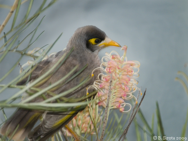Noisy Miner bird of North QLD