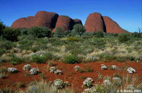 Kata Tjuta or the Olgas is an famous landmark and an aboriginal sacred place