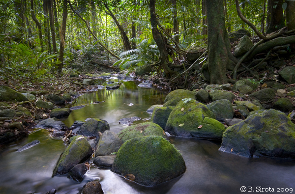 Creek near Mossman Gorge, QLD