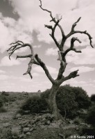 Typical desert dead tree