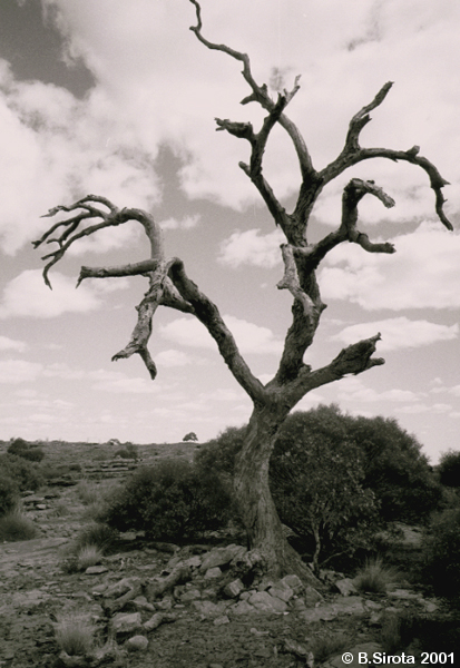 Typical desert dead tree