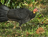 Wild Australian Brush turkey around Cairns, QLD