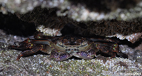 Red Rock crab