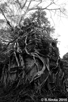 Fig Strangling Temple