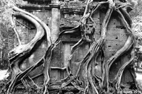 Fig Strangling Temple