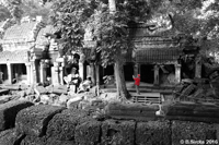 Ta Prohm - The Tomb Raider Location