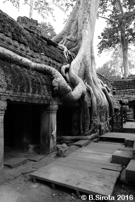 Ta Prohm - The Tomb Raider Location