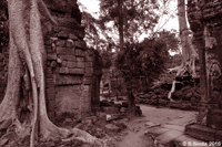 Ta Prohm - The Tomb Raider Location