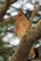 Chimango Caracara