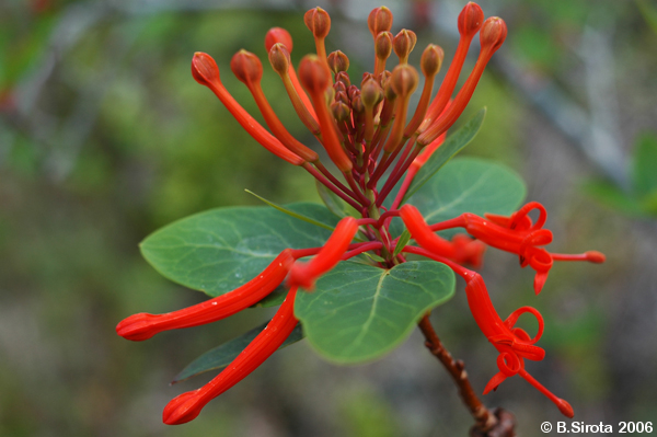 Fireflower is typical to the Chilian part of the Andes