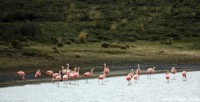 Flamingos