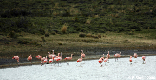 Flamingos