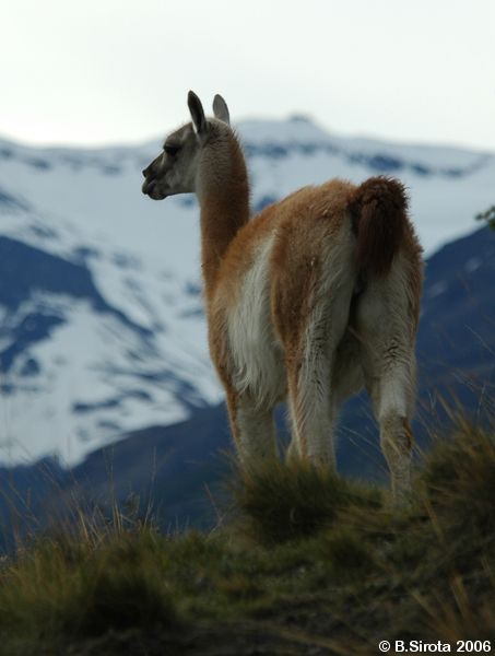 Guanaco