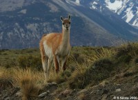 Guanaco