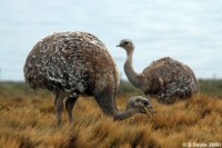  Rhea or Nandu 