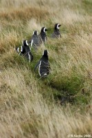  Penguins in Otway colony 