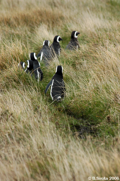  Penguins in Otway colony 