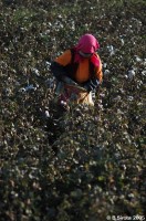 Manual cotton harvesting
