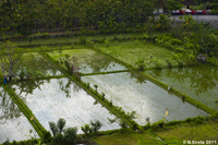 Rice Paddies, Bali