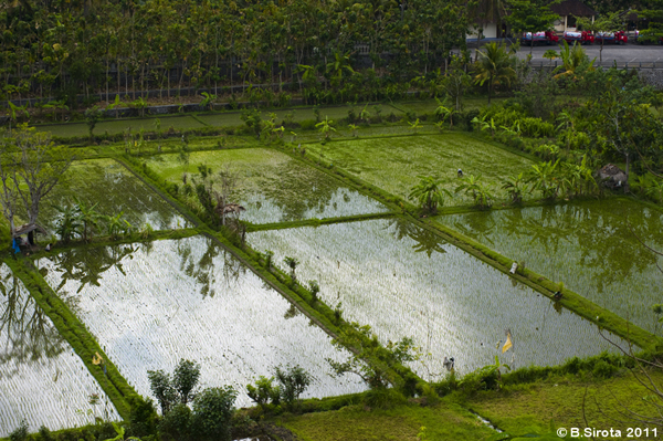 Rice Paddies, Bali