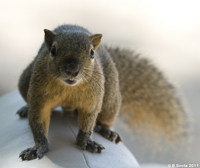 Squirrel, Bali