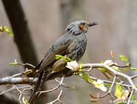 Brown-Eared Bulbul