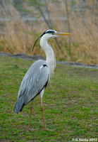 Grey Heron