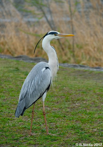 Grey Heron