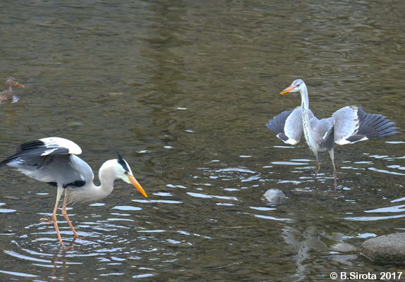 Pair Of Grey Heron