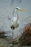 Grey Heron
