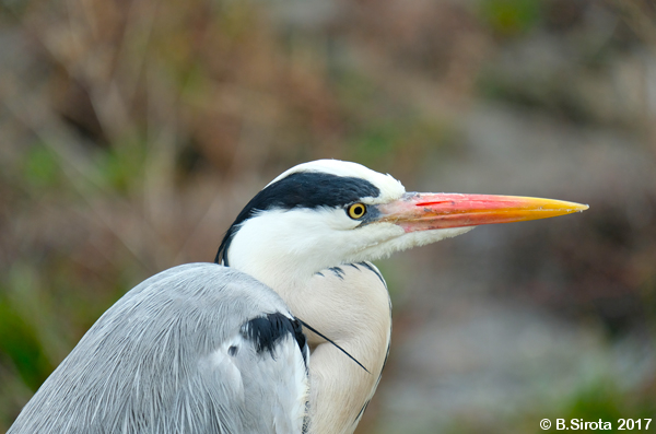 Grey Heron Head