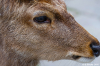 Japanese Deer