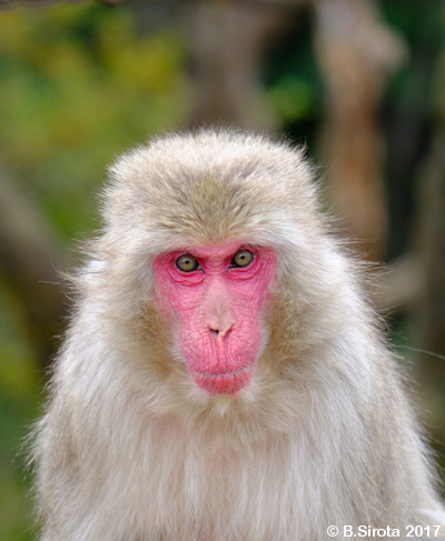 Serios Monkey