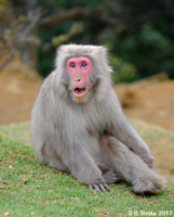 Unhappy Monkey